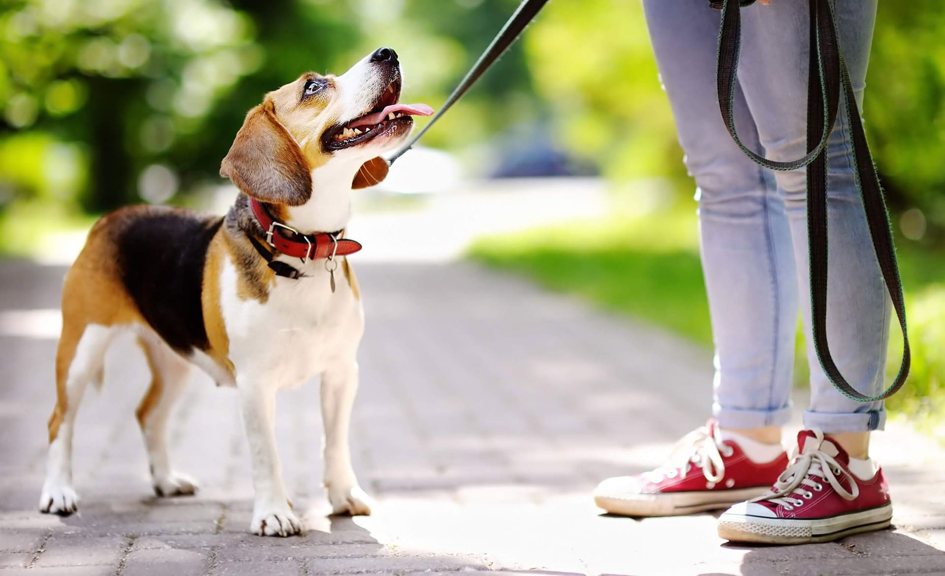 Petmark, Negozi per cibo, alimenti, prodotti ed accessori per animali